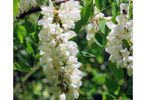 Acacia
